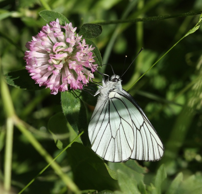 Aporia crataegi? - S, maschio